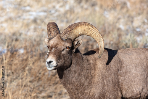 Rocky Mountain Bighorn Sheep Ram