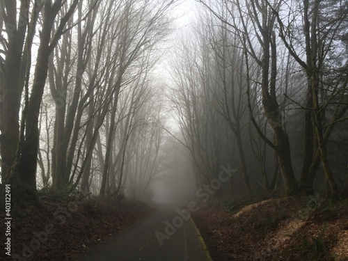 Path through misty woods.