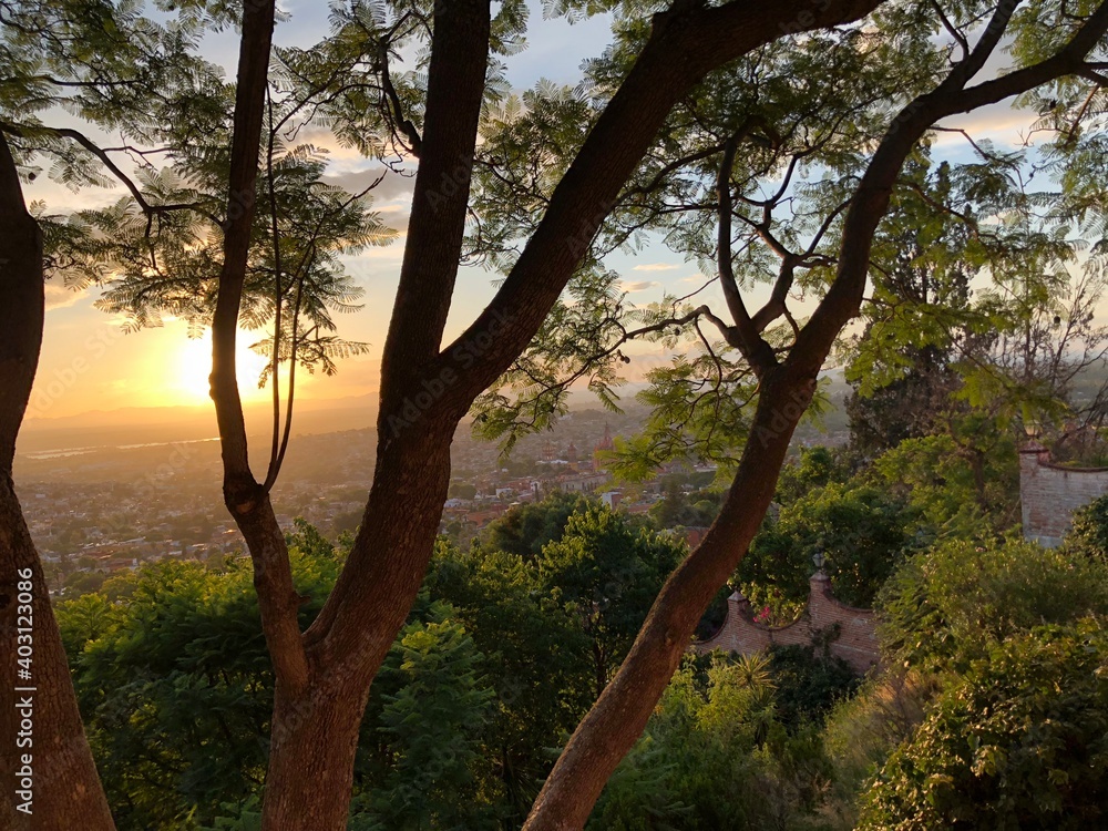 sunset in the forest