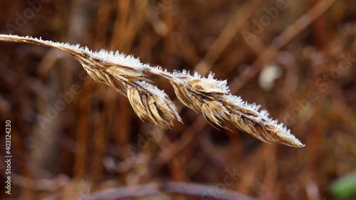 Close-up of ice crystals on plants during a frost. 