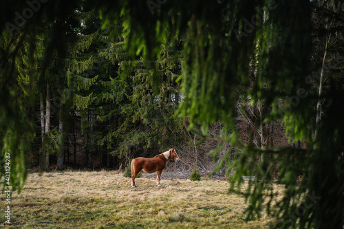 Horse in the green forest © adrianad