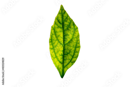 Green leaves isolated on white background.