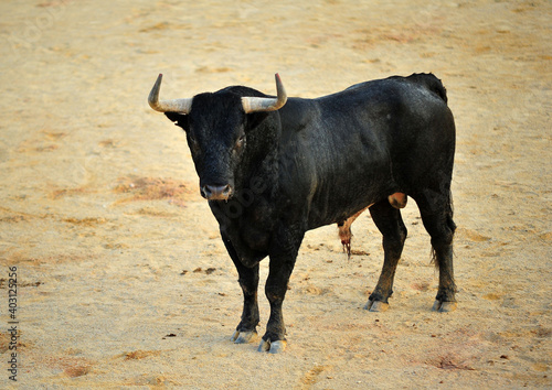 a strong black bull with big horns on traditional spectacle of bullfight