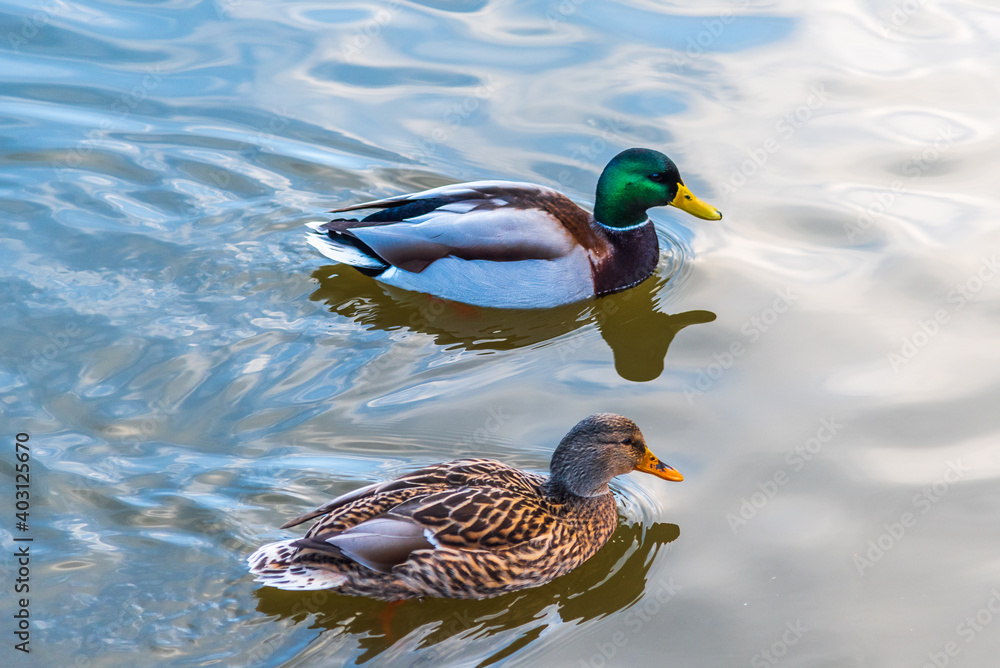 Obraz premium Wild ducks on the water