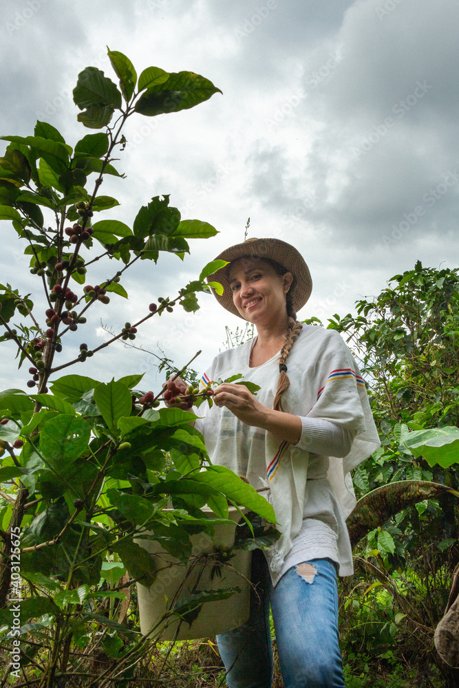 mujer campesina con sombrero cogiendo la cosecha de café maduro Stock
