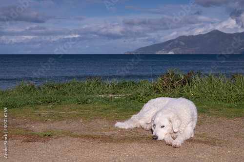 Beautiful Kuvasz dog lying on the sand with the Mediterranean Sea in the background, Corsica