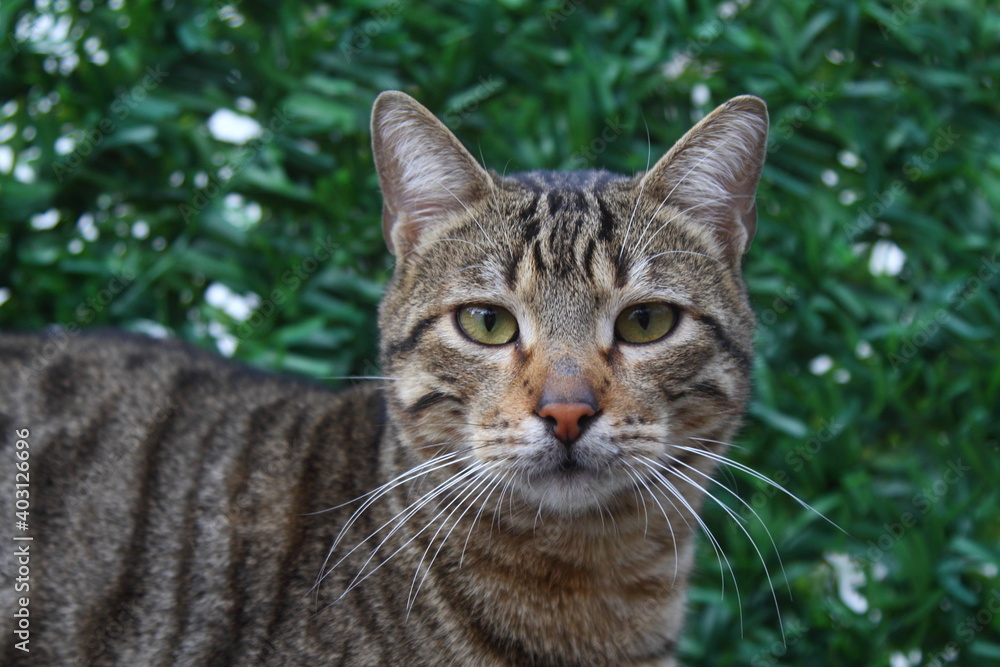 Cat with green eyes and interesting look, Cat portrait, Cat with green eyes and interesting look, Cat portrait,