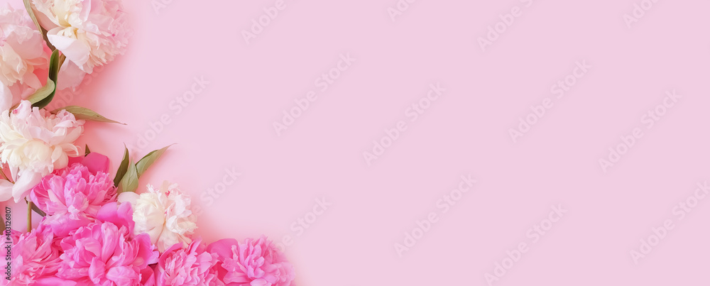 peony flower on a colored background