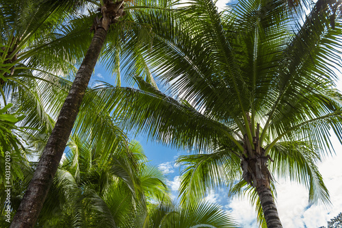 Beautiful tropical background of palm trees against blue sky.