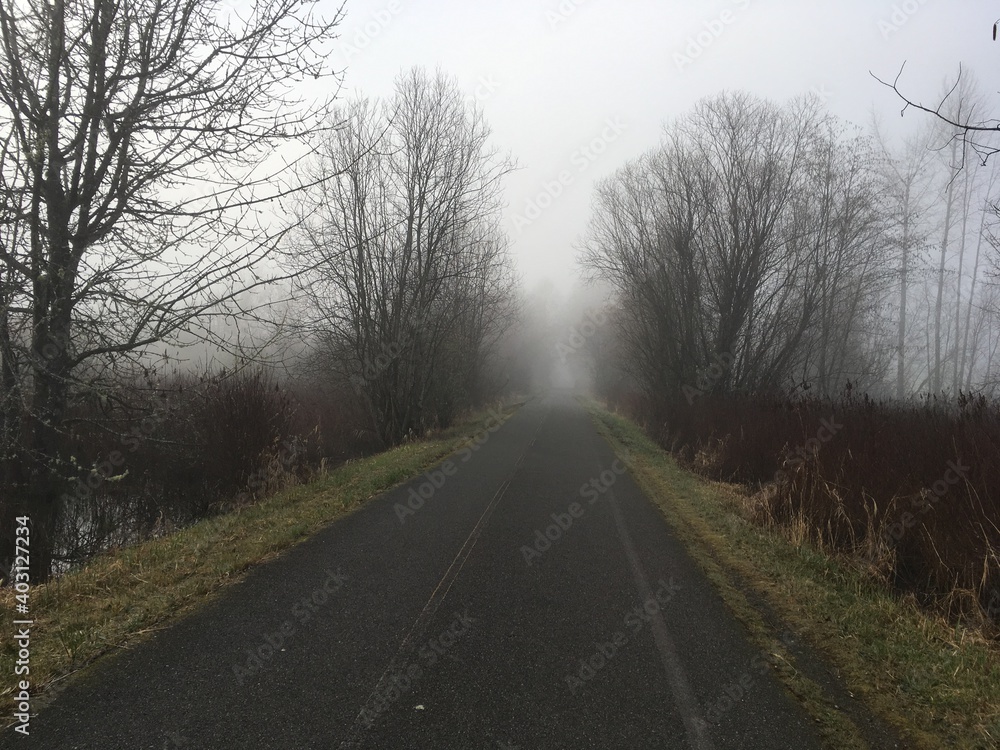 Concrete path through trees and fog. Concrete path through trees and fog.