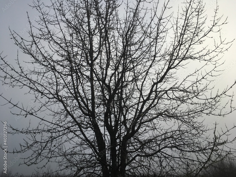 Barren tree against cold winter sky. Barren tree against cold winter sky.