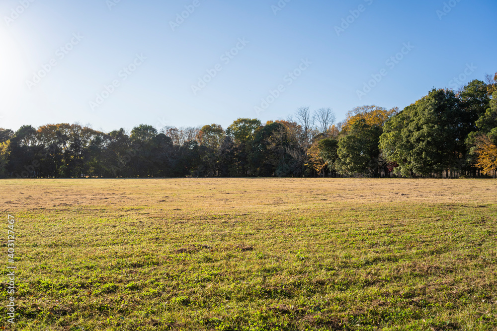 Grass field on a sunny day in autumn, Japan