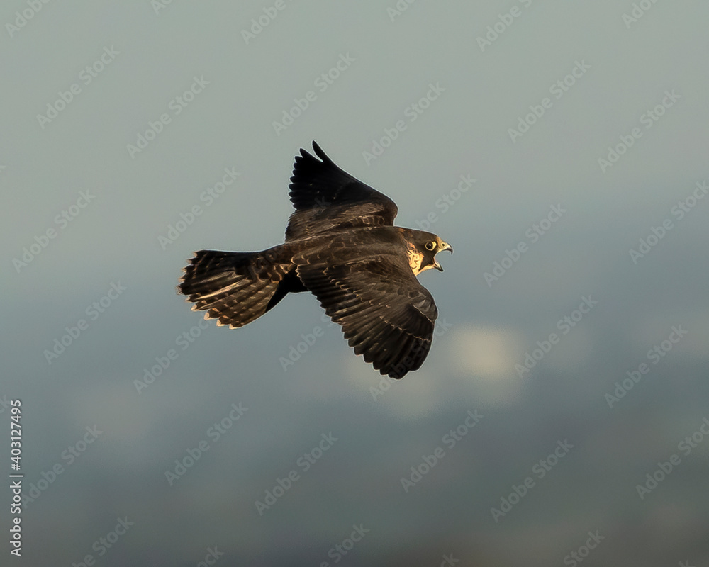 Obraz premium halcon peregrino