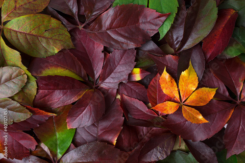 Top view of dark purple red orange autumn fall leaves foliage background.Flat lay  copy space  text space  overhead.