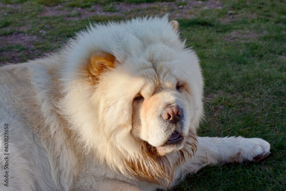 Fototapeta premium Beautiful dog chow-chow in the garden.