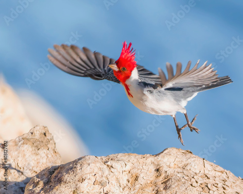 cardenal comun