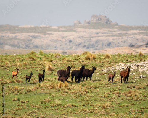 llamas