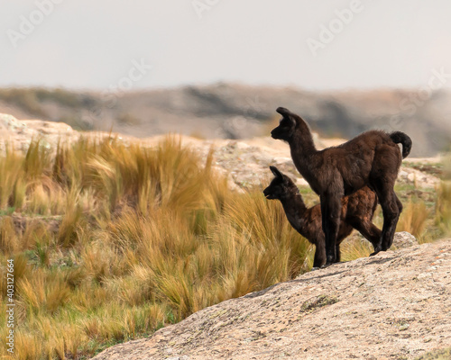 llamas