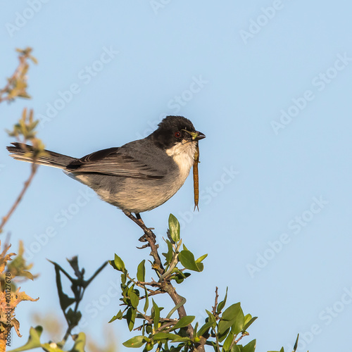 monterita cabeza negra