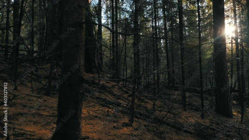 Large old trees with dry branches in picturesque wild thick dark wood with green plants and sunny glade on autumn day closeup Large old trees with dry branches in picturesque wild thick dark wood with green plants and sunny glade on autumn day closeup