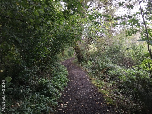 path in the woods.