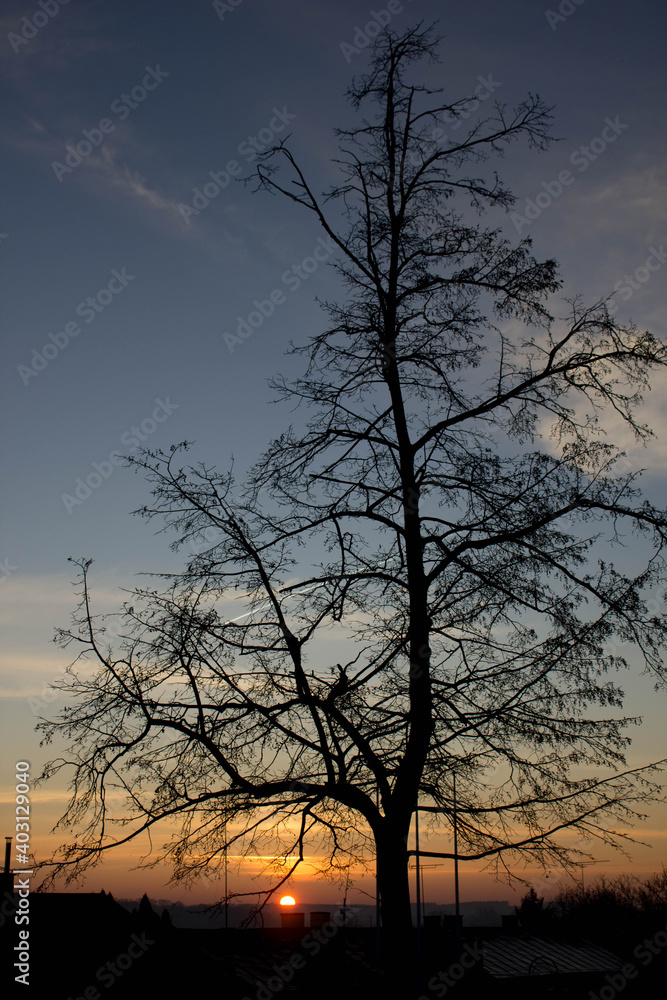 Scenery. Sunset on the background of trees and the city. Background. Scenery. Sunset on the background of trees and the city. Background.