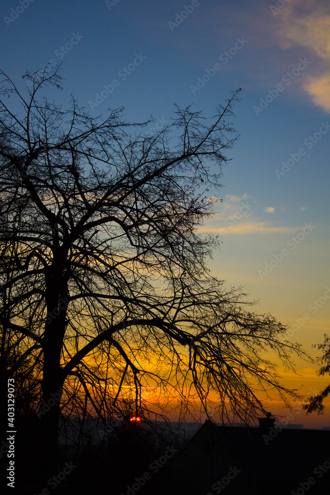 Scenery. Sunset on the background of trees and the city. Background.