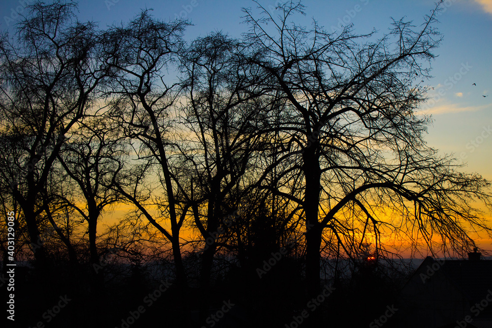 Scenery. Sunset on the background of trees and the city. Background. Scenery. Sunset on the background of trees and the city. Background.