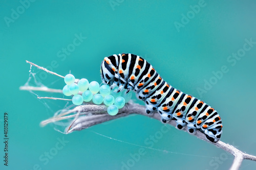 Close up   beautiful Сaterpillar of swallowtail  © blackdiamond67