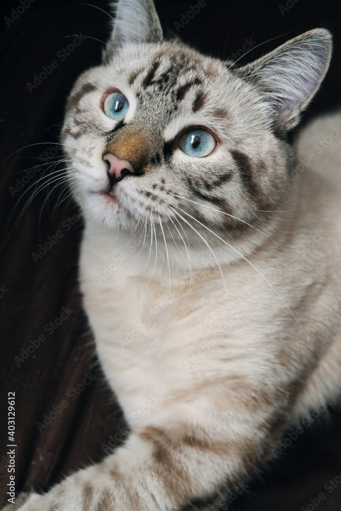 Fototapeta premium look of a domestic cat on a dark background