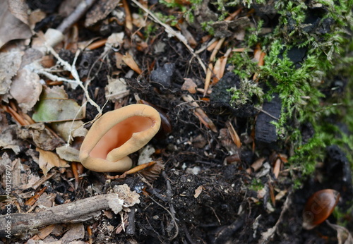 Otidea tuomikoskii, known as a Split goblet or rabbit ear fungus, wild fungi photo