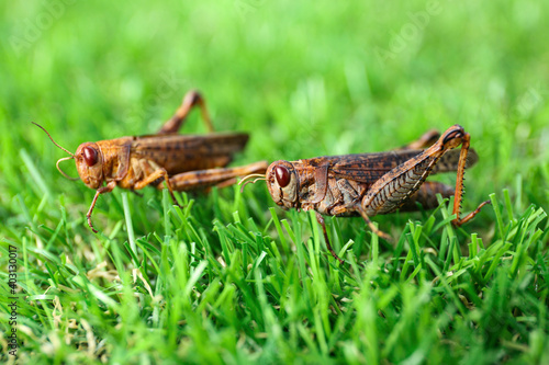Canvastavla Brown grasshoppers on lawn outdoors. Wild insect