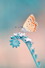 Ingelijste posters Meloenkleur Vlinder op bloem in zomertuin  © blackdiamond67