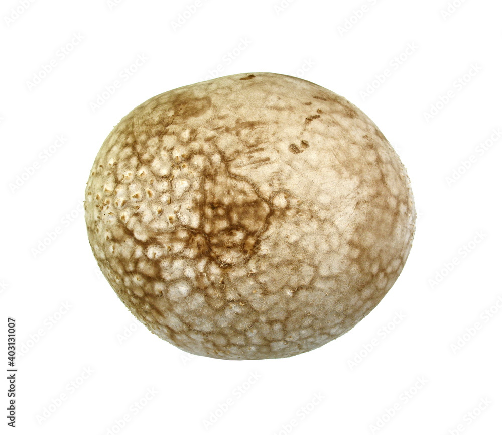 Mushrooms common puffball (Lycoperdon perlatum) isolated on white background. Mushrooms common puffball (Lycoperdon perlatum) isolated on white background.