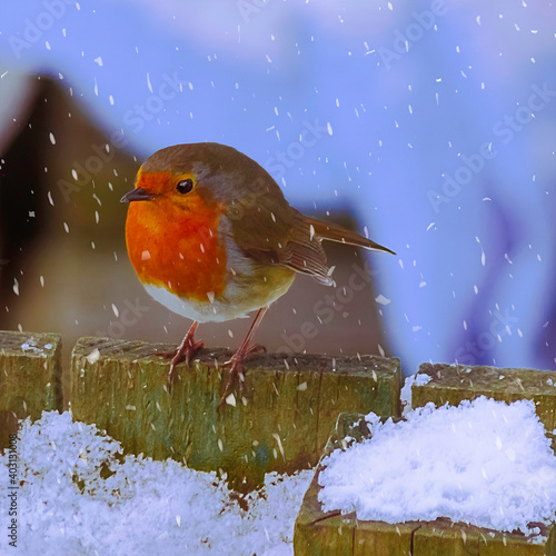 Robin on fence with snowflakes