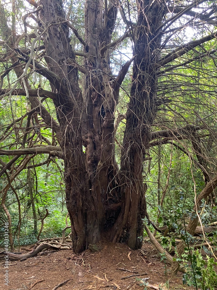 Old tree in the forest ,three in one old tree Old tree in the forest ,three in one old tree