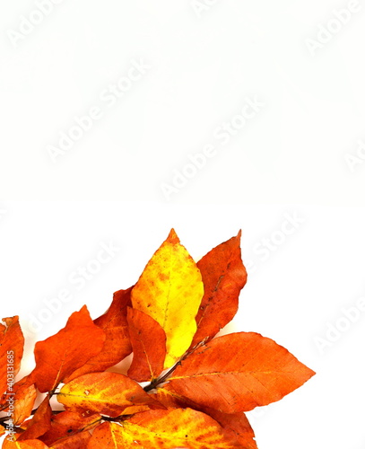Autumn leaves as a decorative element with place for text. Autumn colored leaves isolated on white background. Leaves isolated.