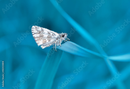 Macro Photography of Moth on Twig of Plant.