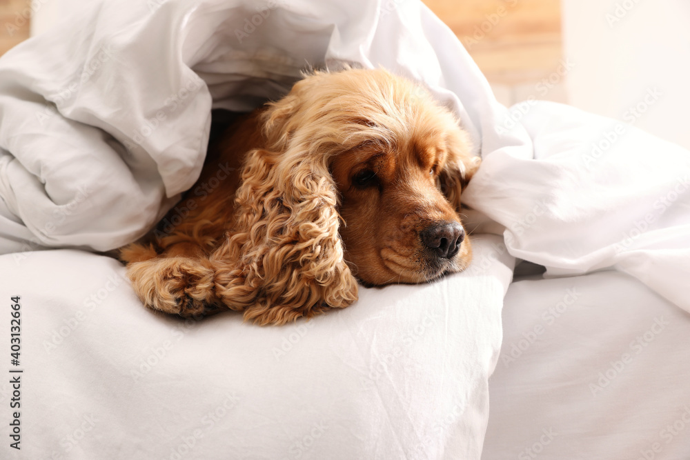 Cute English cocker spaniel covered with soft blanket on bed Cute English cocker spaniel covered with soft blanket on bed