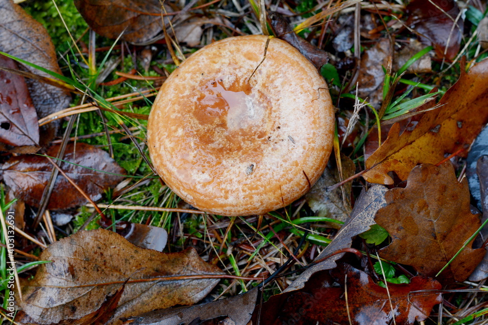Saffron milk cap (Lactarius deliciosus) mushroom. Fall season. Mushroom