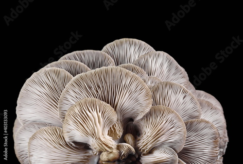 Fototapeta oyster mushroom isolated on black background
