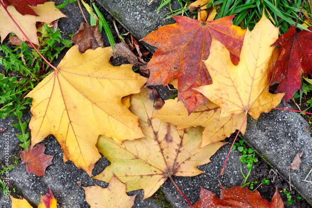 Autumn leaves on walkway. Fallen Autumn Leaves on the on the Sidewalk Paved with Gray Concrete Paving Stones and Grass Lawn Top View. Autumn Approach, Season Change Concept