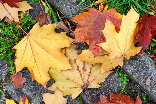 Autumn leaves on walkway. Fallen Autumn Leaves on the on the Sidewalk Paved with Gray Concrete Paving Stones and Grass Lawn Top View. Autumn Approach, Season Change Concept