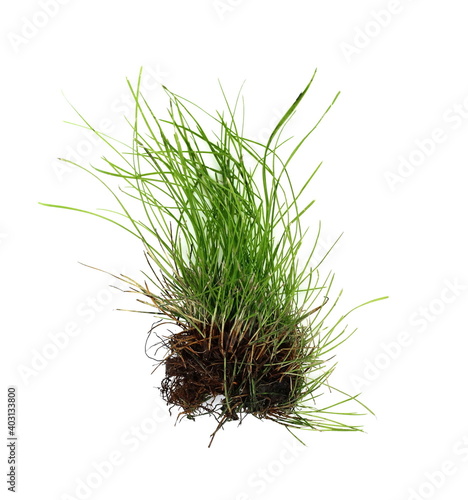 Green grass isolated against a white background. Grass with roots. Root.
