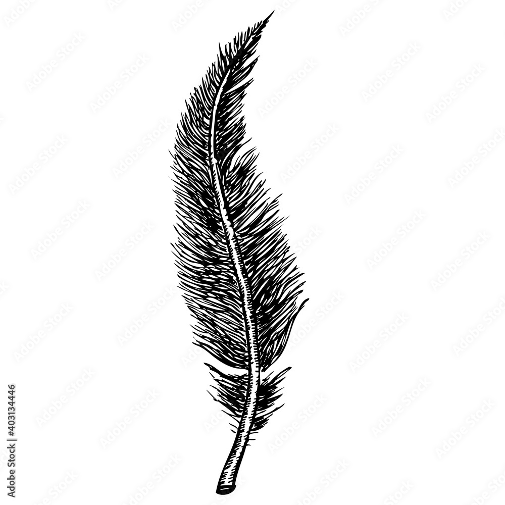 Quill, sketch and illustration doodle Quill, sketch and illustration doodle