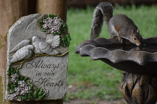 Photography Always in our hearts squirrel