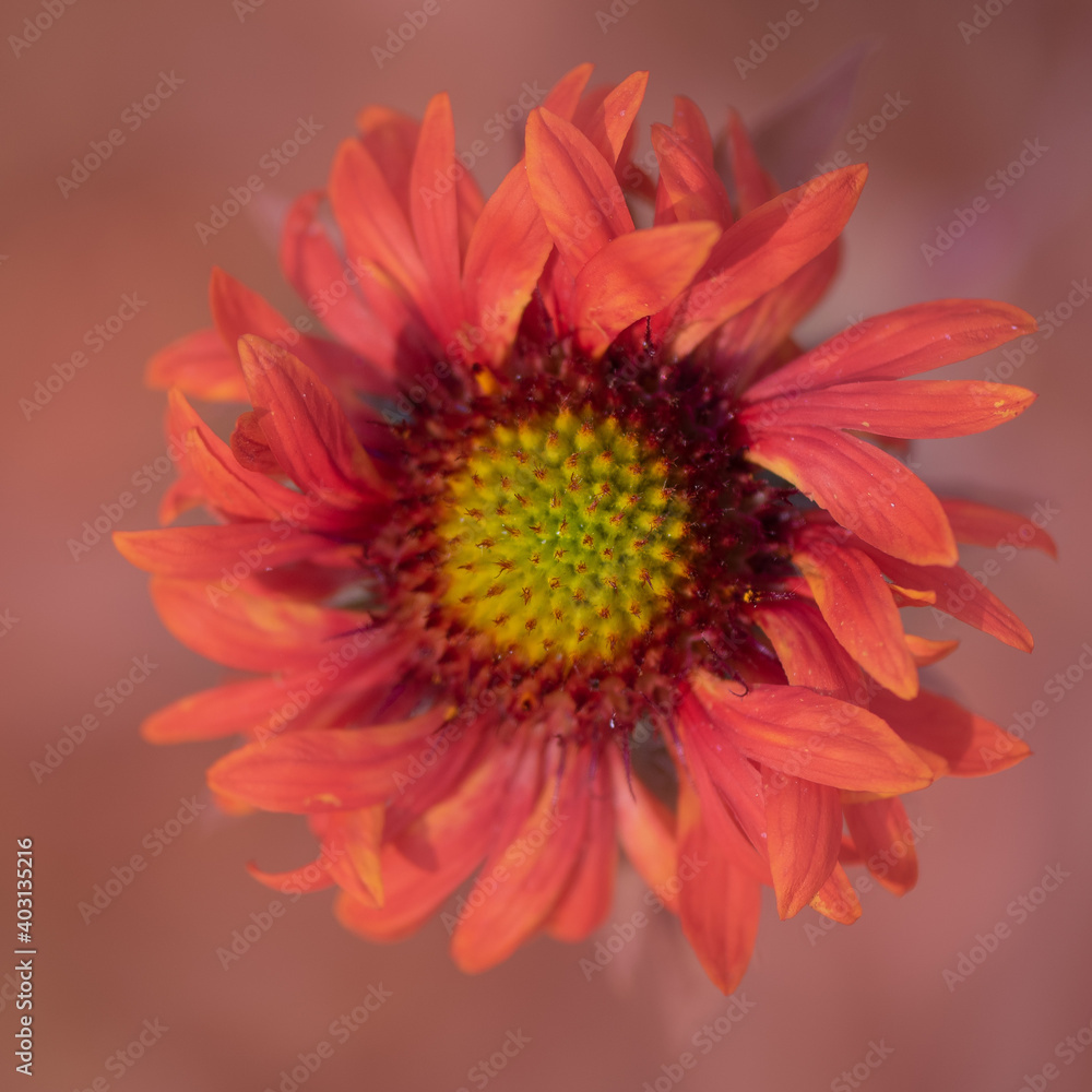 Arizona Sun Blanket Flower, Gaillardia grandiflora, viwed from above, against defocused, green bokeh background Arizona Sun Blanket Flower, Gaillardia grandiflora, viwed from above, against defocused, green bokeh background