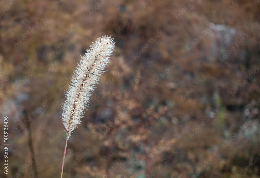 Late autumn withered dog's tail grass