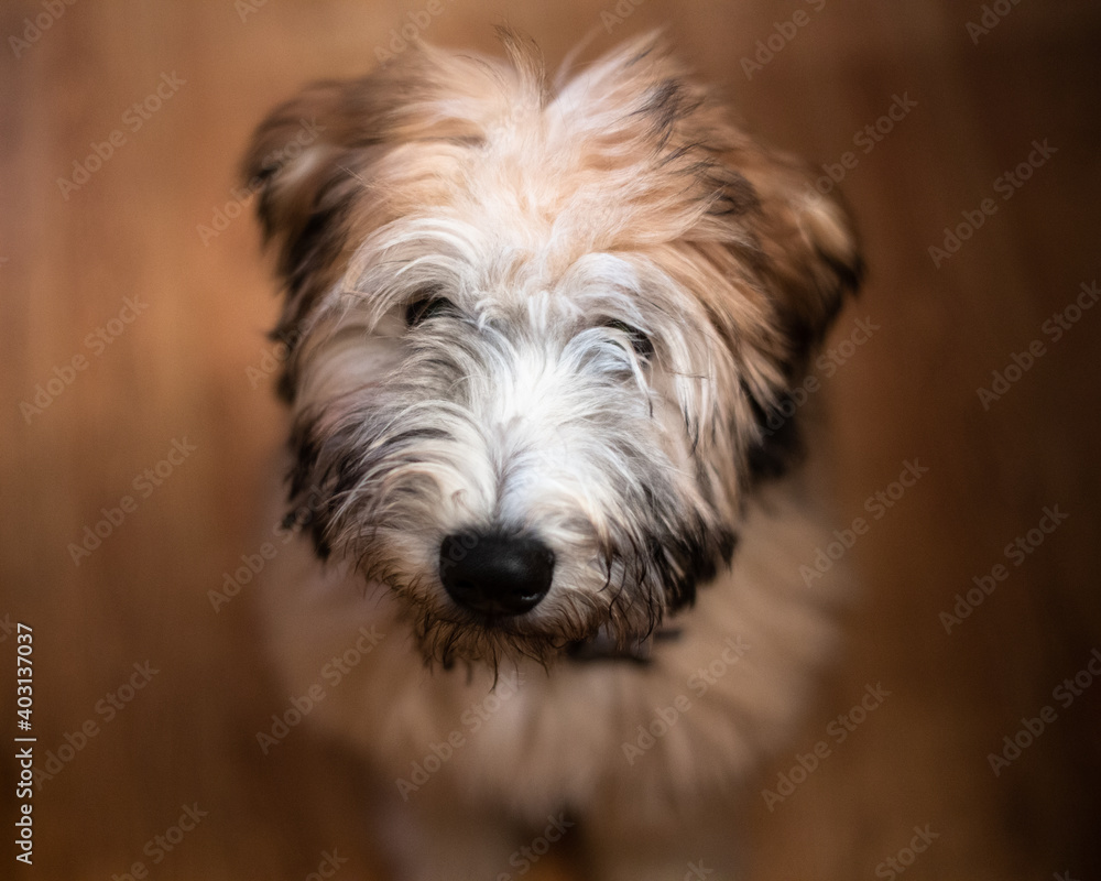 Fototapeta adorable Soft Coated Wheaten Terrier puppy