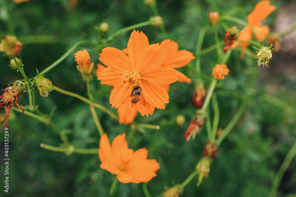 Fototapeta premium Bee on orange cosmos flower (Cosmos sulphureus) in summer garden with green and floral background.